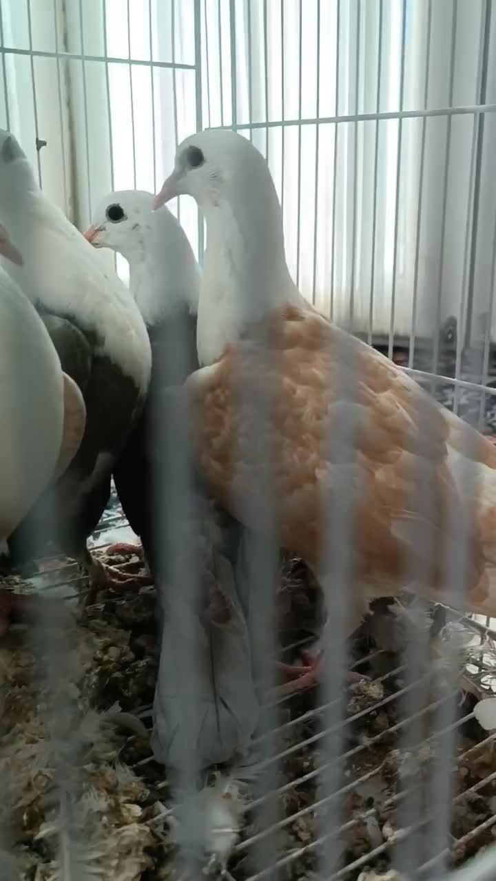 کله سفید کربلایی|پرنده|فردوس (خراسان), |دیوار