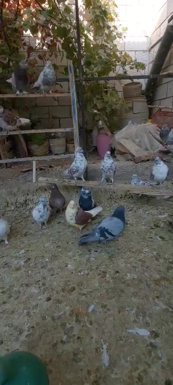 چند جفت کبوتر|پرنده|فردیس, داوری|دیوار