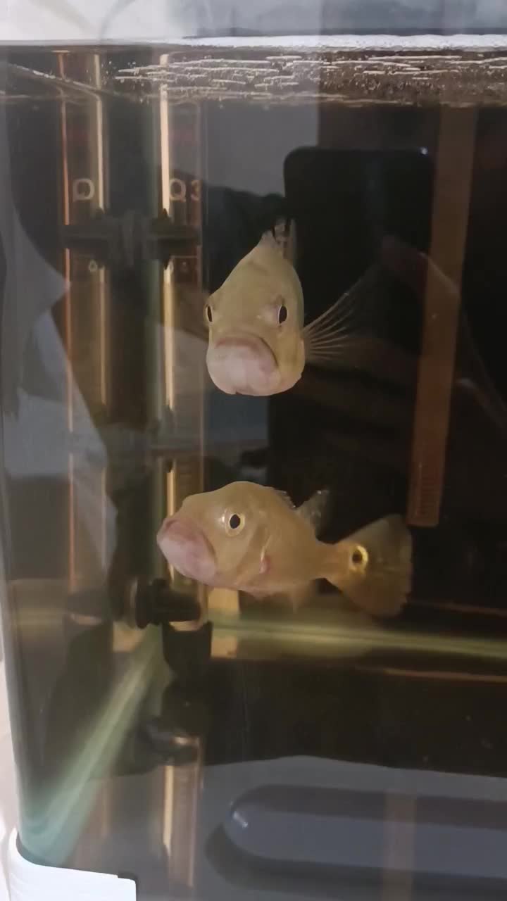 ماهی پیکاک باس کلبری|ماهی|یزد, |دیوار