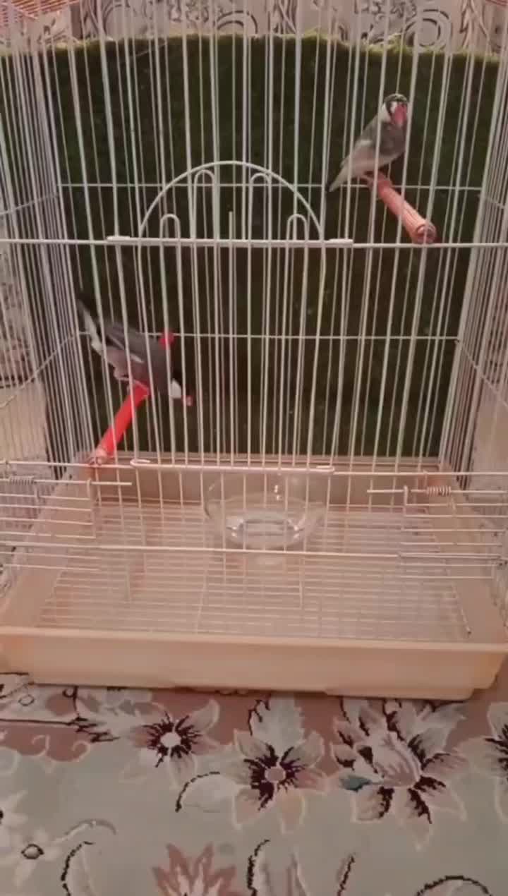 فنچ نرگسی|پرنده|پردیس, فاز ۱|دیوار