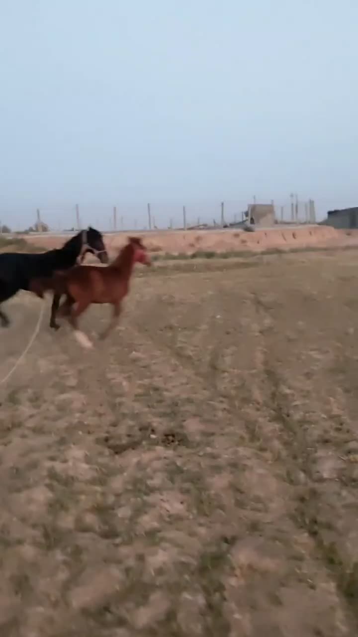 کره اسب مشکی نر|اسب و تجهیزات اسب‌سواری|تاکستان, |دیوار