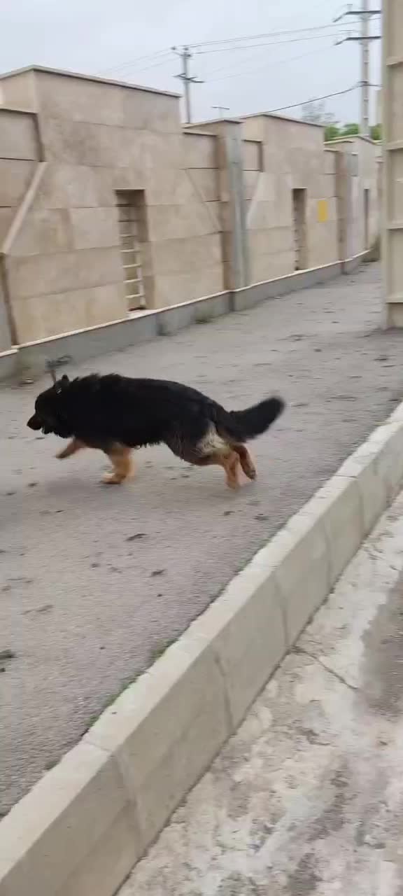 ژرمن شیب دار نرو ماده باتوله|سگ|کرج, شهرک رازی (حصارک)|دیوار