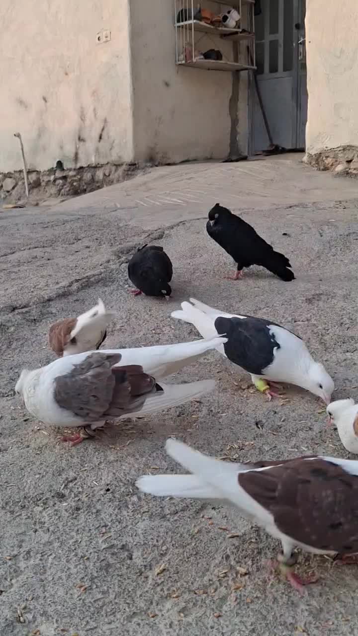زاغ|پرنده|اهواز, کیانپارس |دیوار