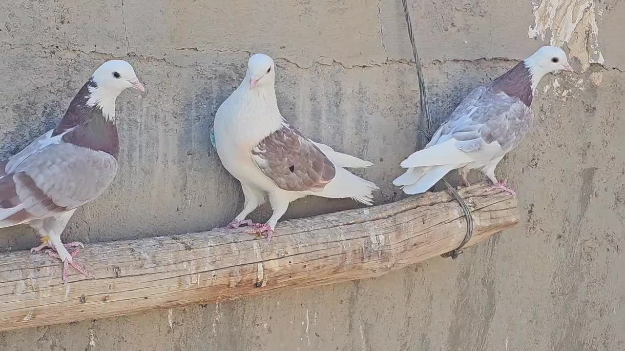 کبوتر شازده وپشت دار|پرنده|زارچ, |دیوار