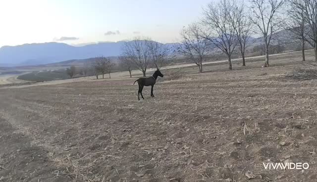 کره نریان اصیل|اسب و تجهیزات اسب‌سواری|کنگاور, |دیوار