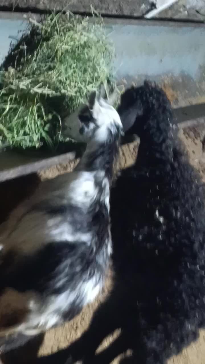 یک راس بره نرویک راس بزغاله|حیوانات مزرعه|کرج, شهرک بنفشه|دیوار