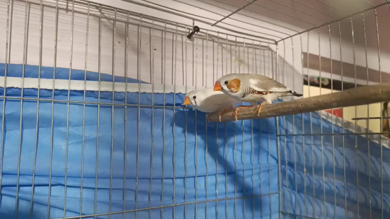 یک جفت فنج با ۶ تا تخم و ۶ تا جوجه تقریباً بالغ|پرنده|پیشوا, |دیوار