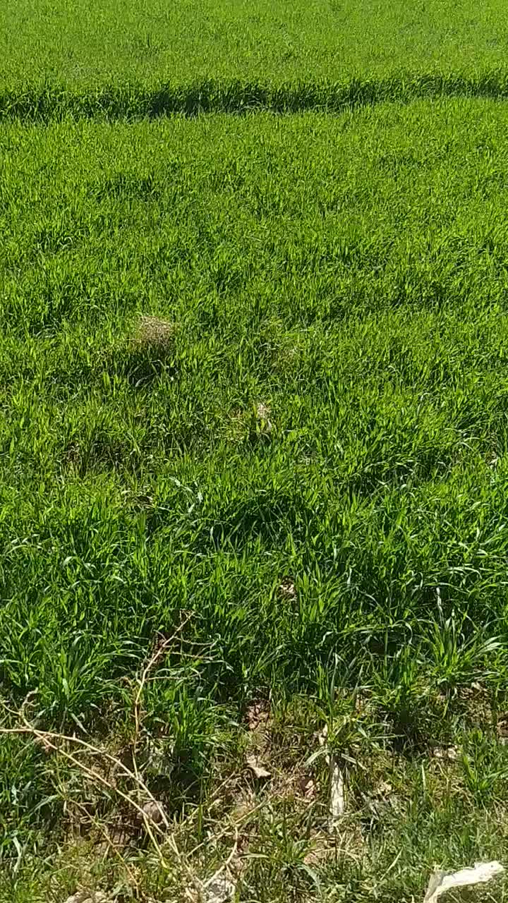 جوعلف|لوازم جانبی حیوانات|گناباد, |دیوار