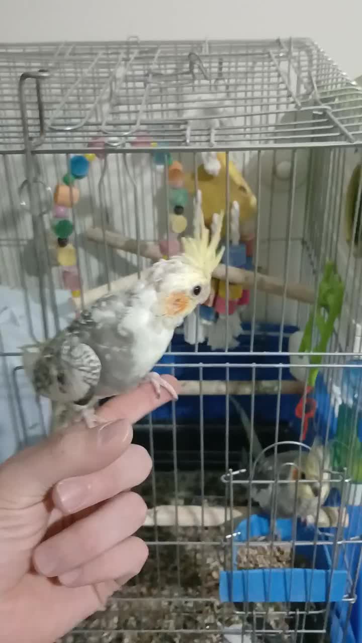 عروس هلندی جوجه ابلق مرواریدی رام و دستی دونخور|پرنده|تهران, گلستان (شهرک راه آهن)|دیوار