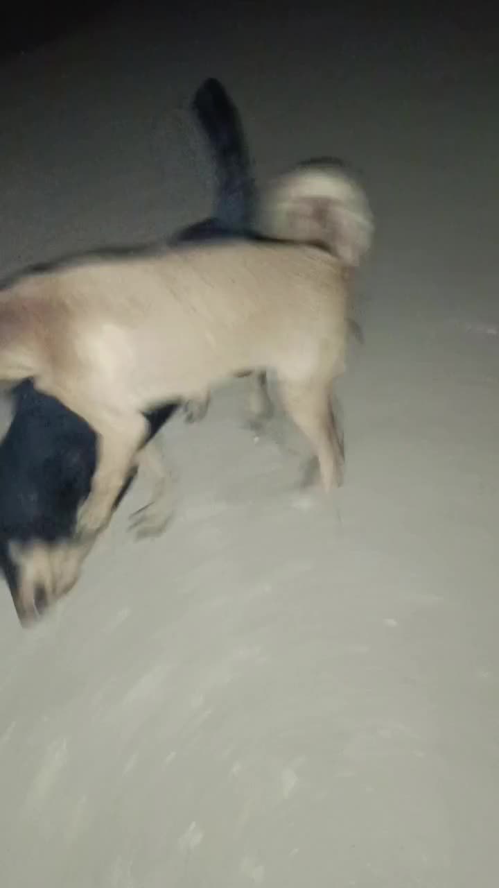 واگذاری سگ|سگ|شاهین‌شهر, گرگاب|دیوار