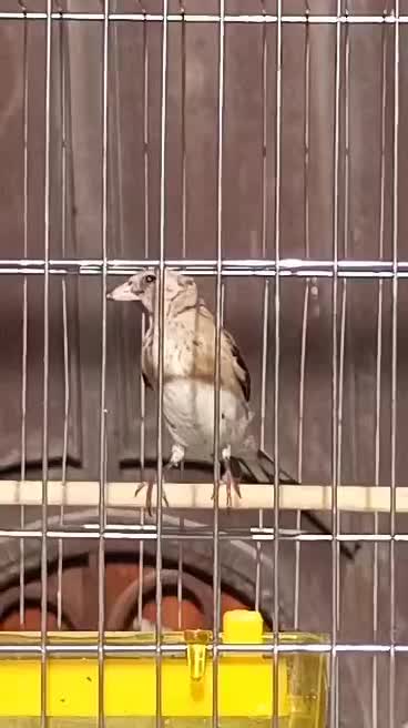 جوجه سهره درشت|پرنده|خوانسار, |دیوار