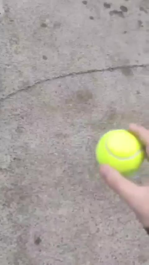 سگ روباهی|سگ|دزفول, |دیوار