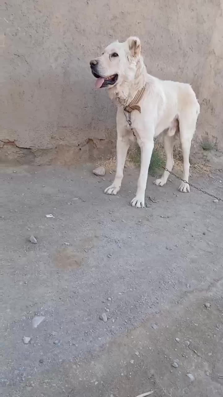 سگ گله|سگ|طاغنکوه, |دیوار