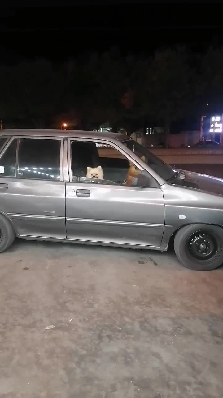 پامرین خرسی|سگ|مرودشت, فرهنگ|دیوار