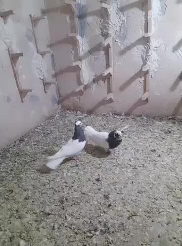 یجفت نروماده طوق سرکه، کله نر مست جوان|پرنده|شیراز, پودنک|دیوار