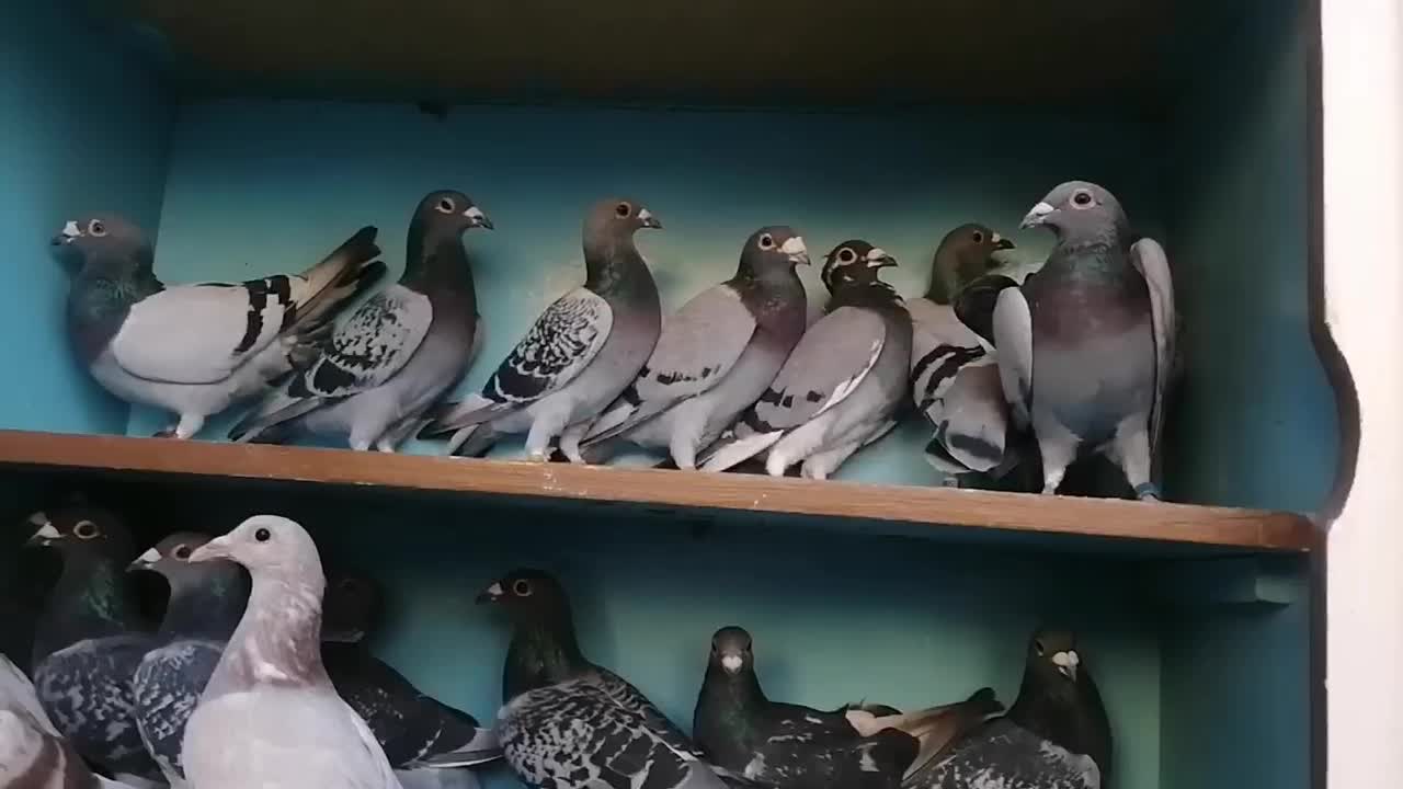 مسافتی|پرنده|مشگین شهر, |دیوار