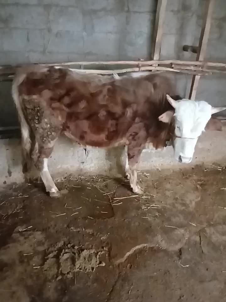 گاونر|حیوانات مزرعه|احمدسرگوراب, |دیوار