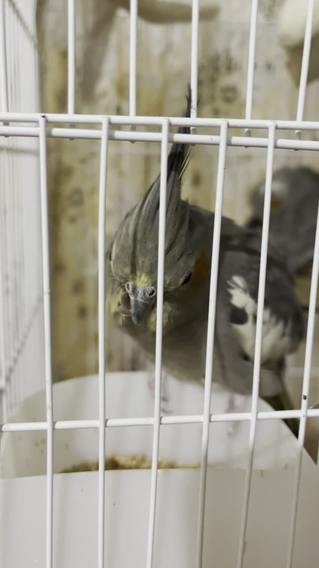 فروش عروس هلندی|پرنده|فسا, |دیوار