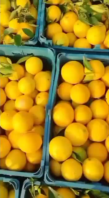 پرتقال تامسون نارنگی پچ اونشو|عمدهفروشی|ساری, |دیوار