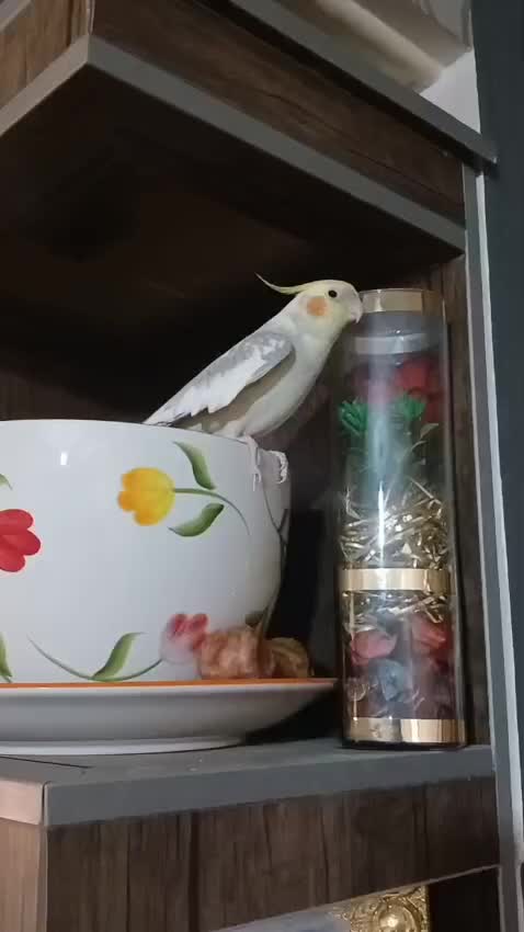 عروس هلندی|پرنده|کرج, کمال‌شهر|دیوار