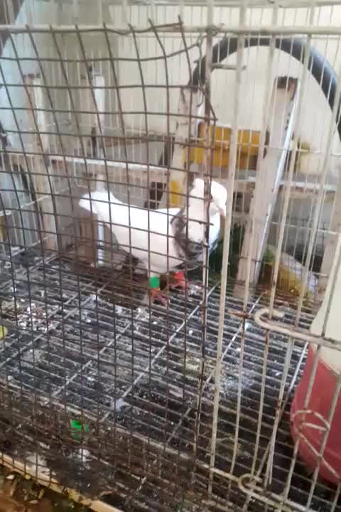 کبوتر طوقی هفت رنگ|پرنده|اهواز, منبع اب|دیوار