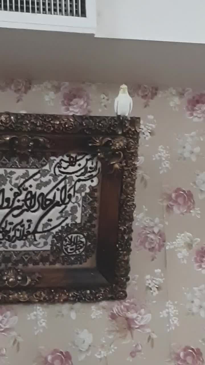 عروس هلندی سخنگو|پرنده|تهران, فلاح|دیوار
