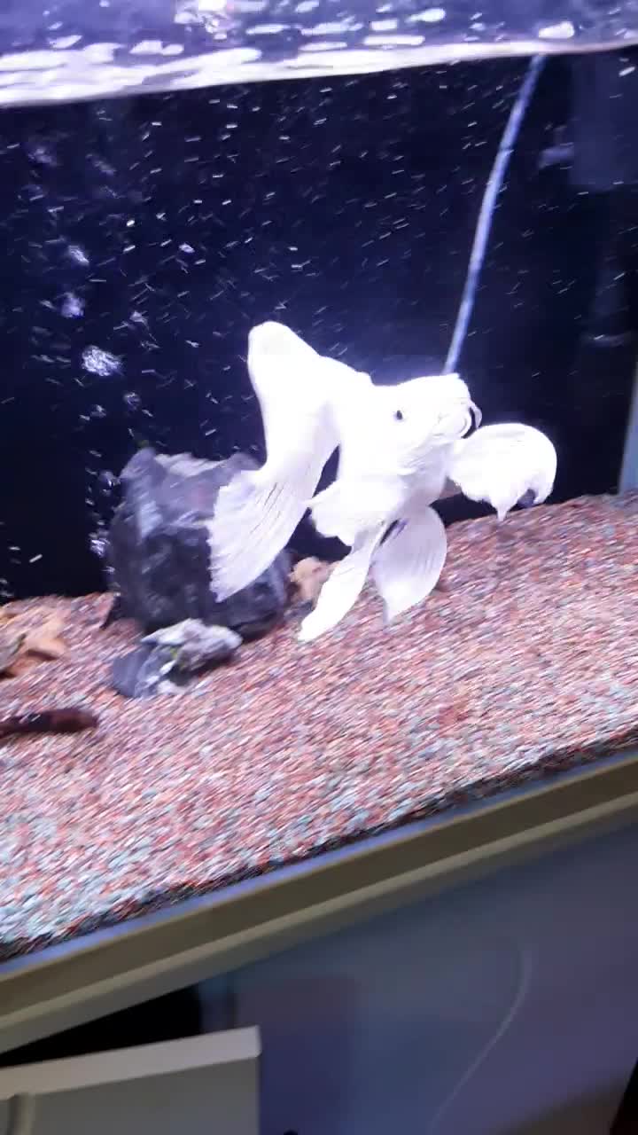 کوی شورت بادی|ماهی|تهران, امیریه|دیوار