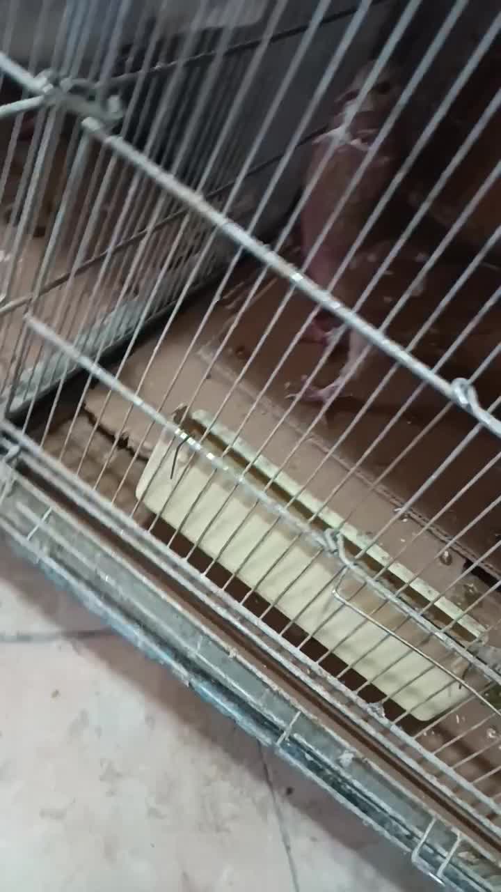 کبوتر کفتر نقشو پرش(بار جدید دولاب داخل فیلم)|پرنده|فردیس, ثابتی|دیوار