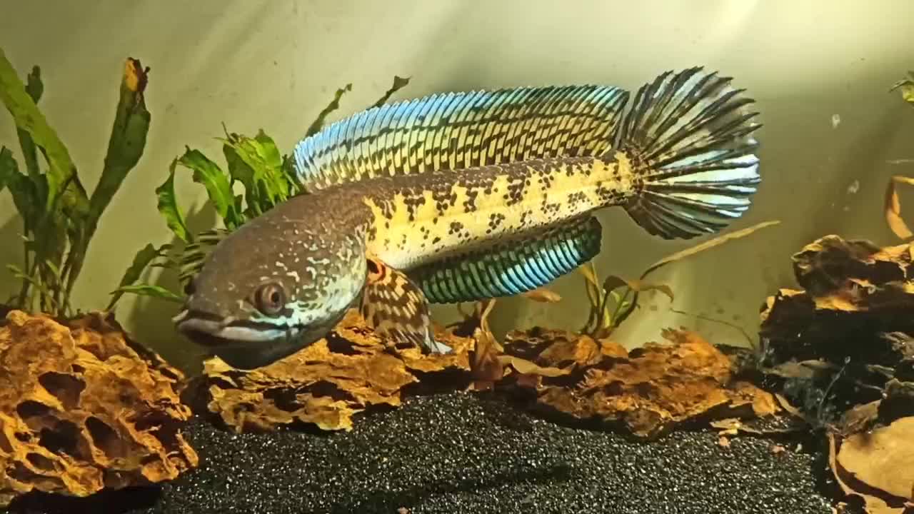 چانا گلدن کبری|ماهی|فردیس, منظریه|دیوار