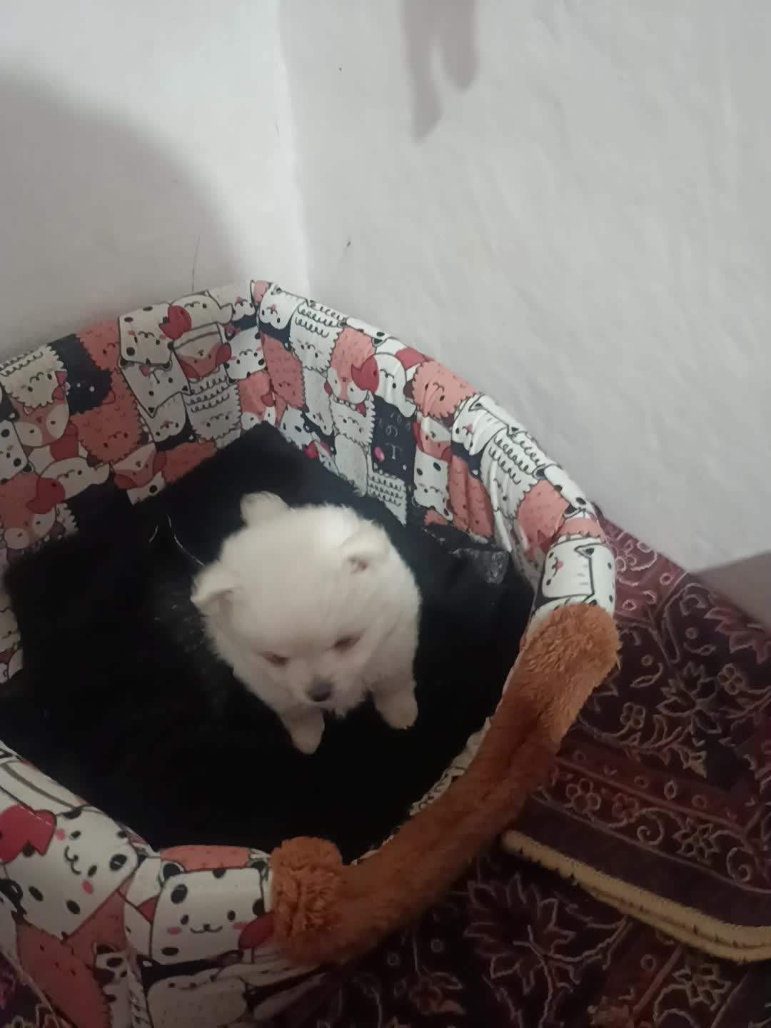 سگ پامر|سگ|شاهرود, |دیوار