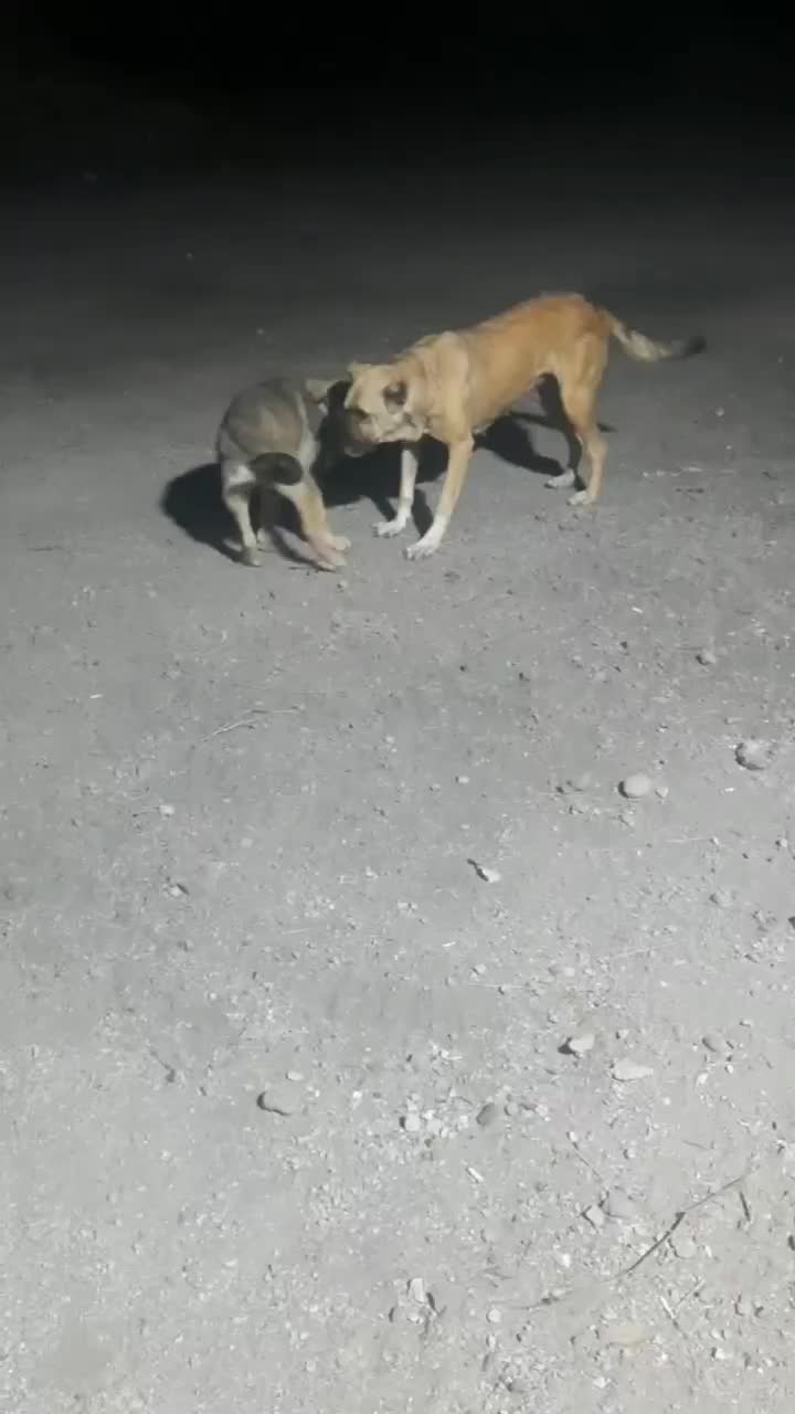 سگ ماده سرابی|سگ|اردبیل, |دیوار