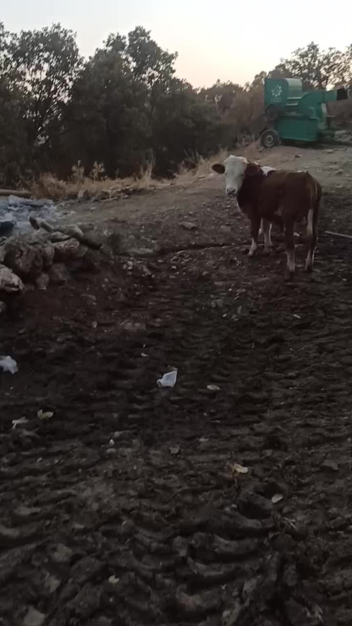 فروش گوساله نر|حیوانات مزرعه|خاو و میرآباد, |دیوار