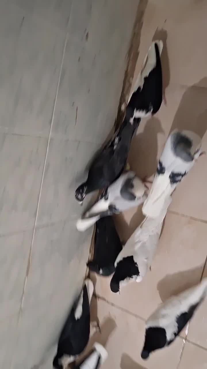 کبوتر|پرنده|تاکستان, |دیوار