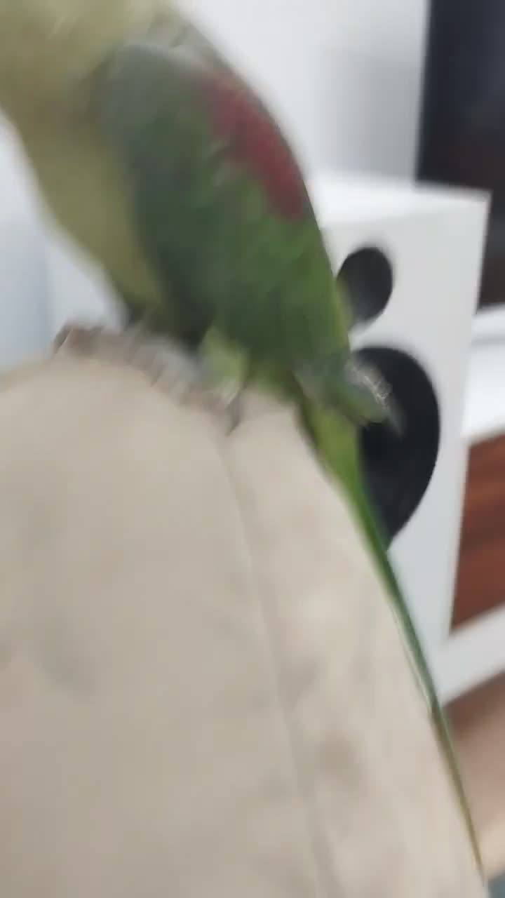 شاه طوطی|پرنده|کهریزک, |دیوار