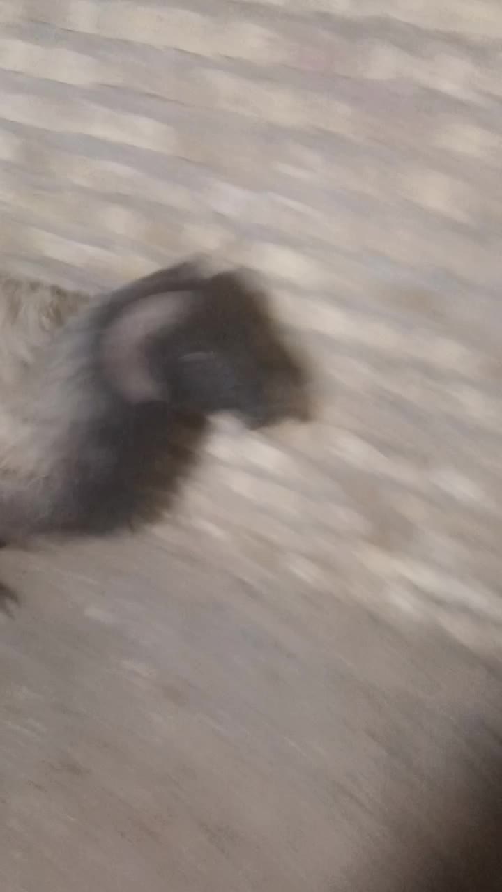 قوچ‌افشارشیشک|حیوانات مزرعه|رامند, |دیوار