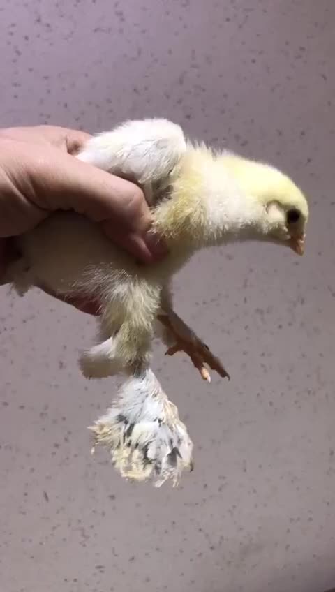 جوجه یک روزه نژاد دار|حیوانات مزرعه|رباط‌کریم, رباط‌کریم|دیوار