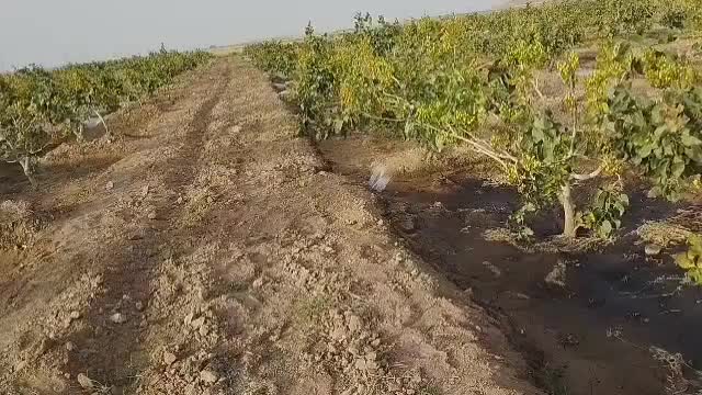باغ پسته.معاوضه با هیچ آهن پاره ای ندارم|فروش دفتر صنعتی، کشاورزی، تجاری|مشهد, شهرک شهید باهنر|دیوار