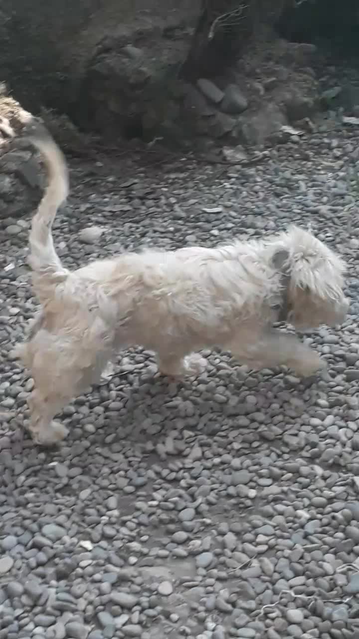 واگذاری سگ شیتسو تریر|سگ|سنگر, |دیوار