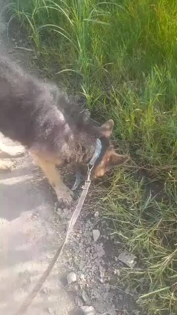 واگذاری رایگان سگ ژرمن نر|سگ|لنگرود, |دیوار