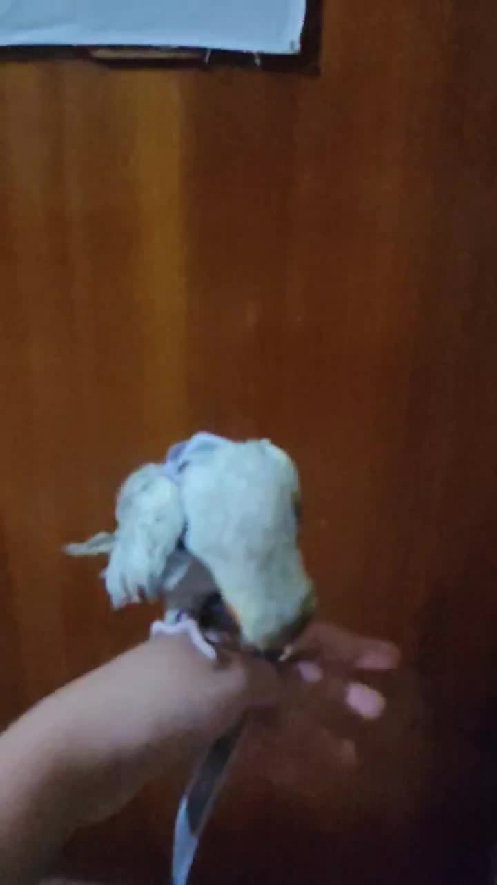 عروس هلندی|پرنده|اصفهان, جاوان|دیوار