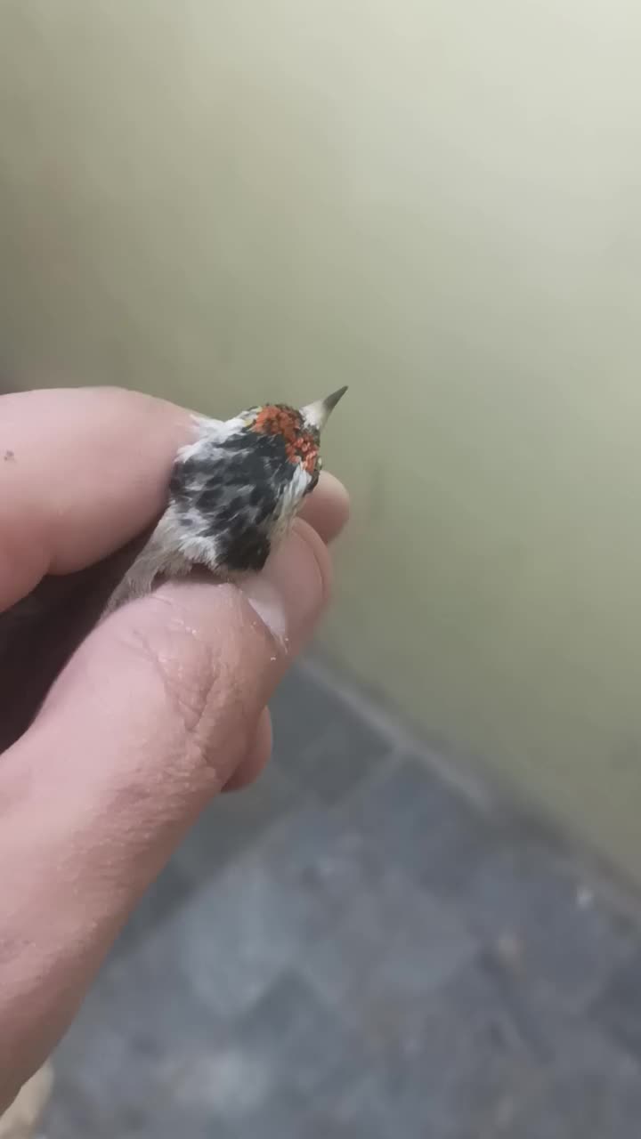 دوعدد سهره داغسر|پرنده|قرچک, مهدیه|دیوار