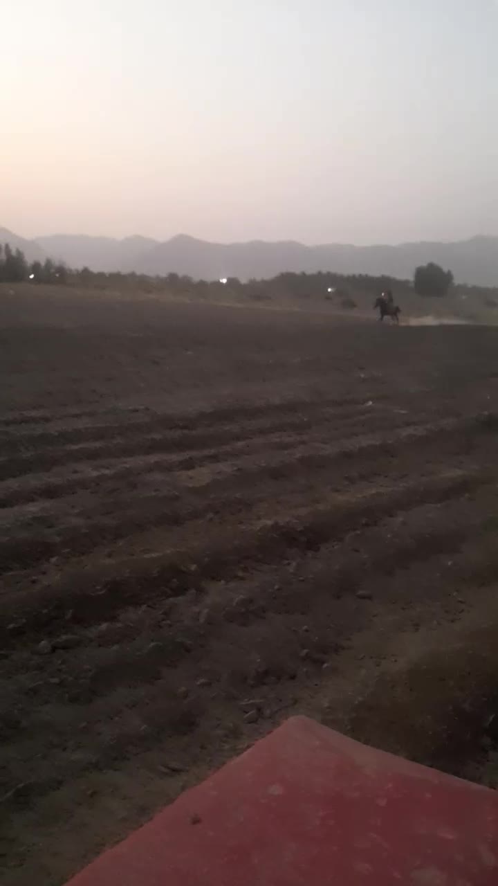 اسبسالمفروشی|اسب و تجهیزات اسبسواری|فاریاب, |دیوار