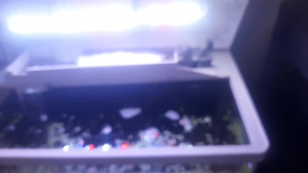 اکواریوم شیشه خم ماهیران همراه بامیز|ماهی|اصفهان, عطار نیشابوری|دیوار