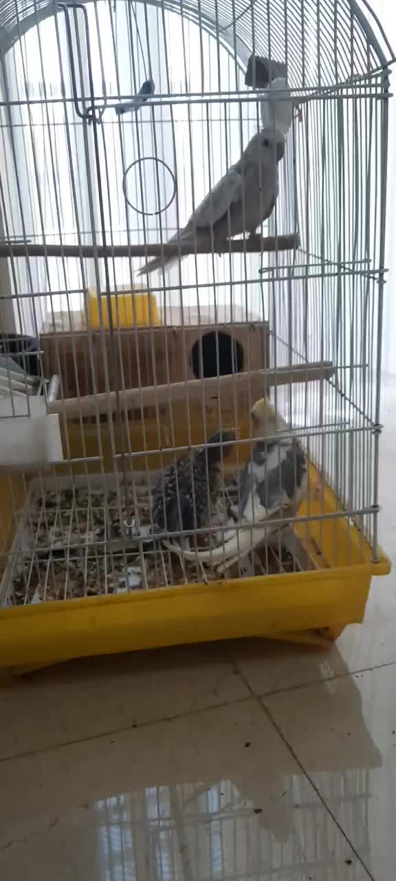 جفت عروس پاریس ۵ تخمه با قفس|پرنده|رامهرمز, |دیوار