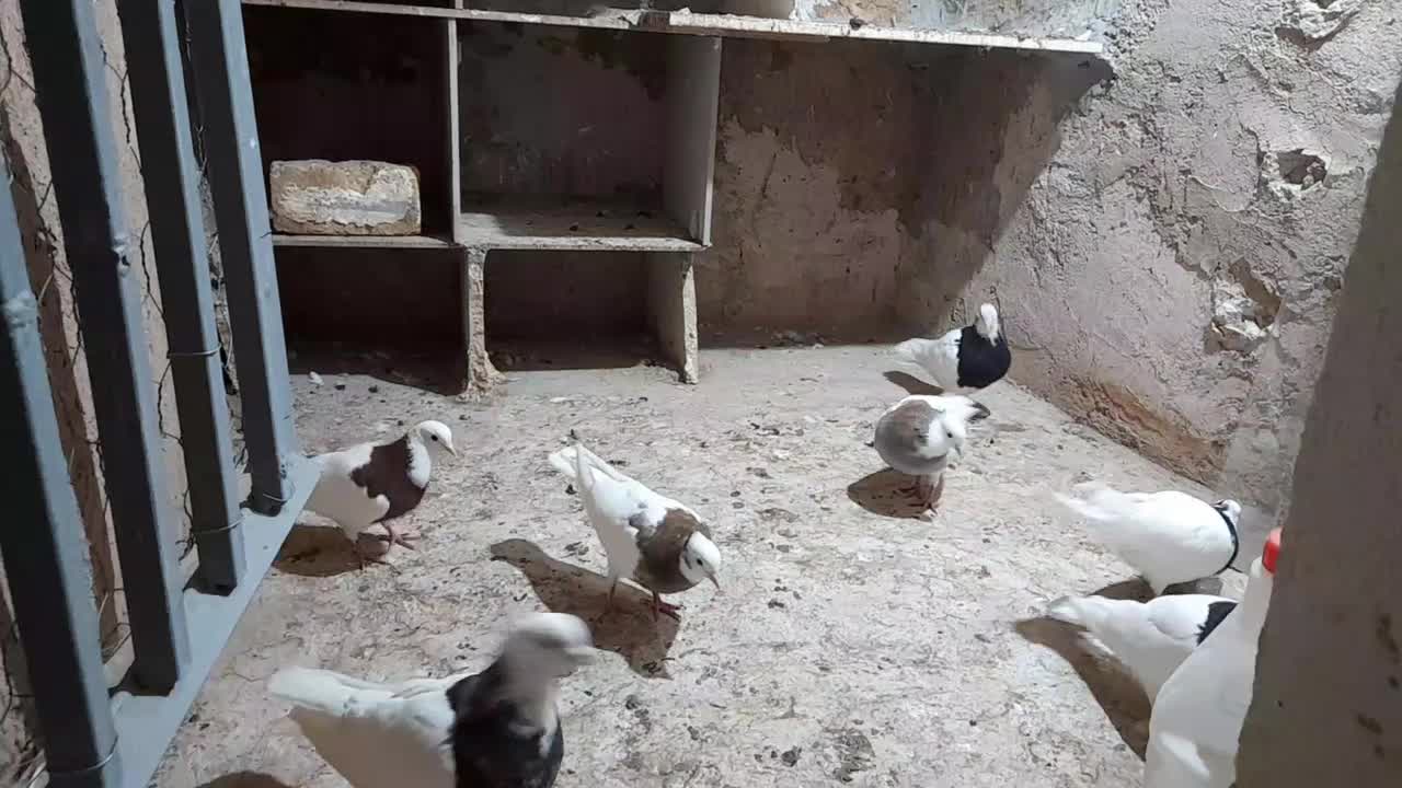 کبوتر طوقی|پرنده|اقبالیه, |دیوار