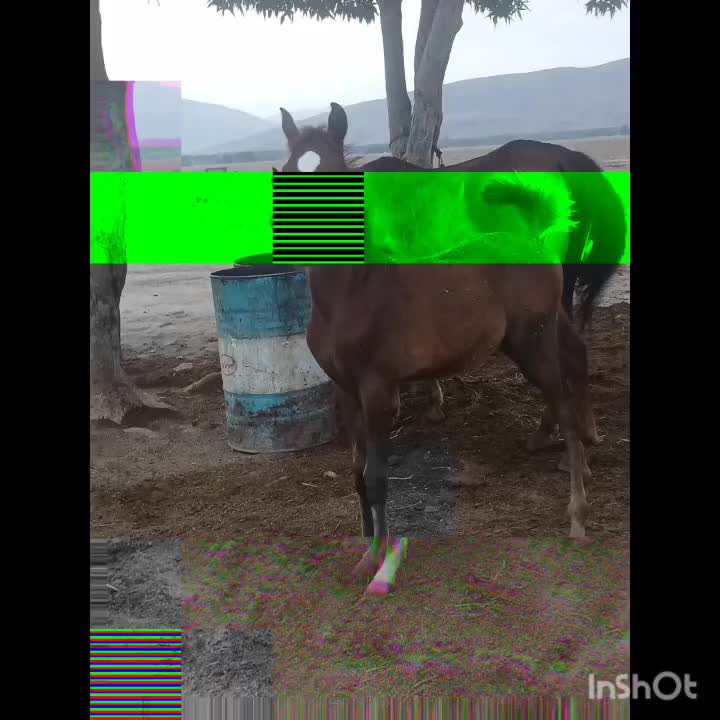 اسب|اسب و تجهیزات اسب‌سواری|مرودشت, کناره|دیوار