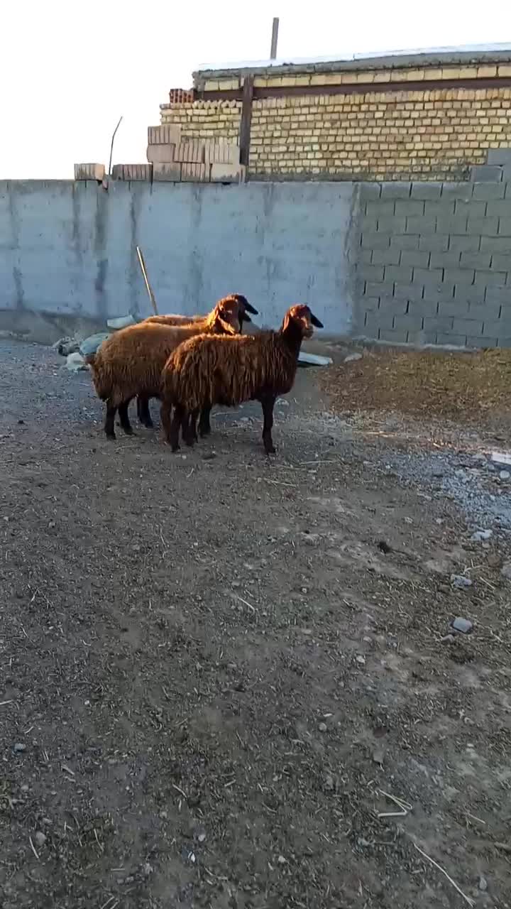 میش هترو بره نر و ماده همو|حیوانات مزرعه|جوین, |دیوار