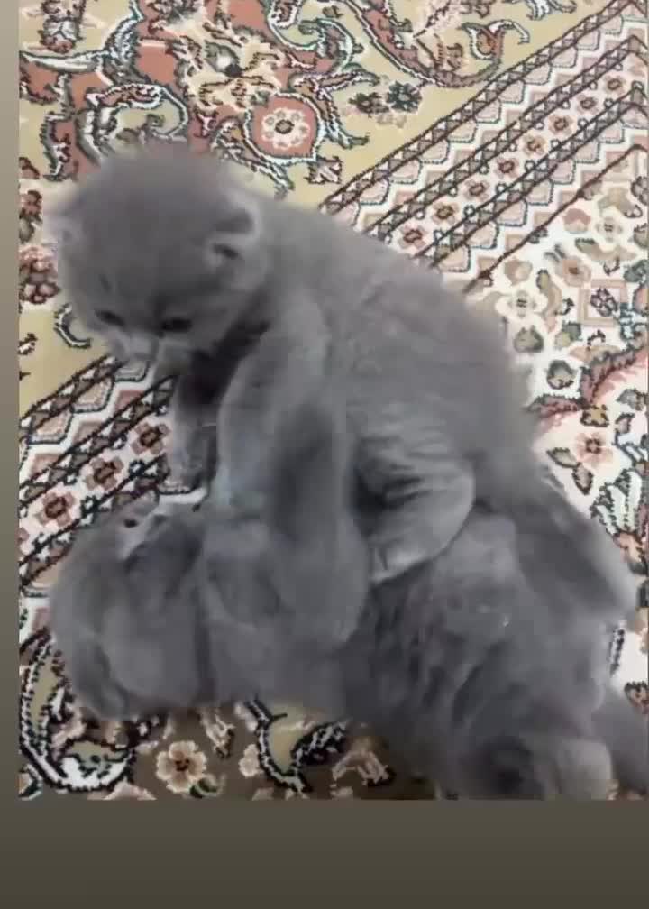 گربه|گربه|مشهد, کوه سنگی|دیوار
