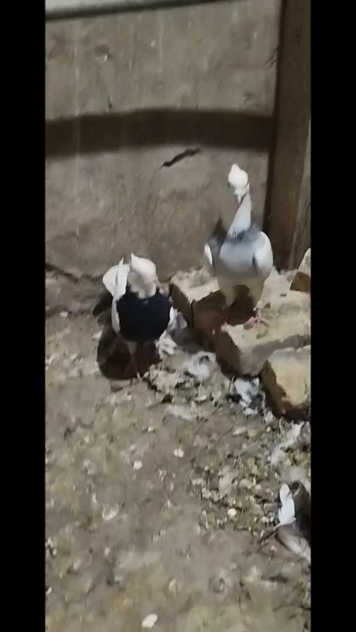 طوقی|پرنده|یزد, |دیوار