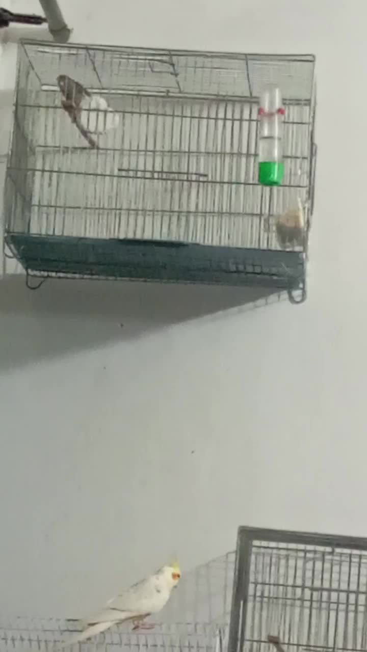 قناری نر مست|پرنده|رشت, رودباری|دیوار